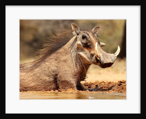 Warthog, Mount Etjo Namibia, 2018 by Eric Meyer