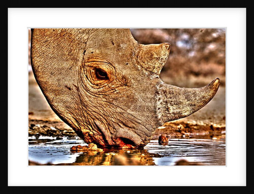 Black Rhino drinking, 2018 by Eric Meyer