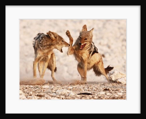 Sparring Jackals, Etosha, 2018, by Anonymous