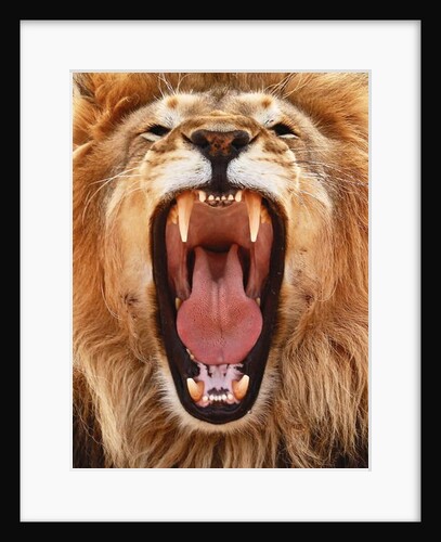 Roar; 2018, by Anonymous