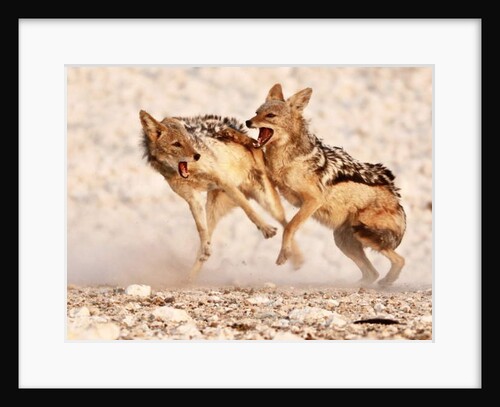 Sparring Jackals 2, Etosha, 2018, by Eric Meyer