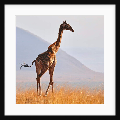 Masai Giraffe, Chyulu Hills, 2017 by Eric Meyer