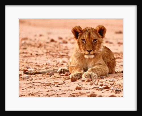Cub, Mount Etjo, 2018 by Eric Meyer