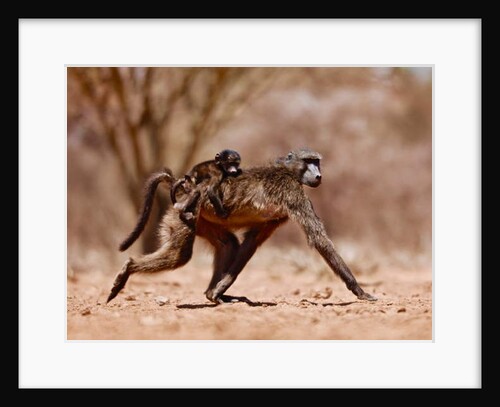 Jockey, 2019 by Eric Meyer