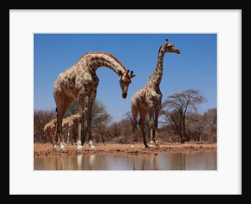Southern Giraffes, 2019 by Eric Meyer