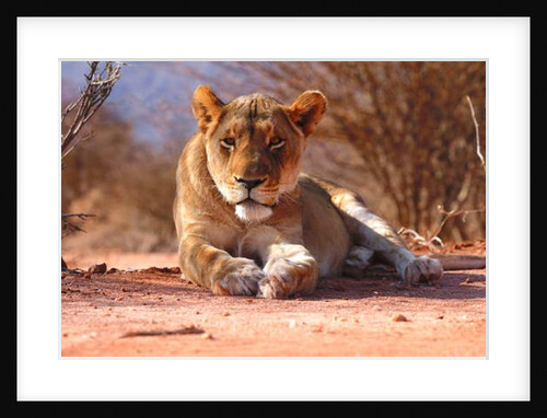 Resting lioness, 2019 by Eric Meyer