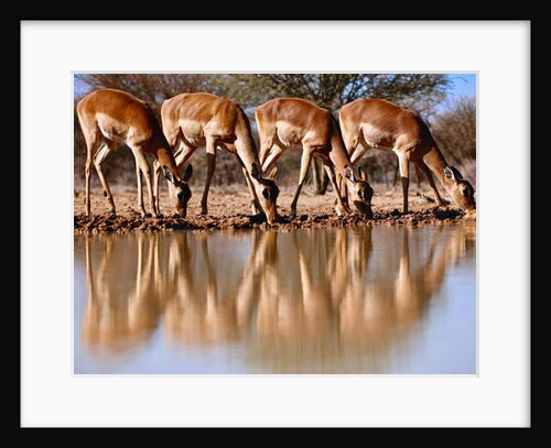 Impala drinking, 2019 by Eric Meyer