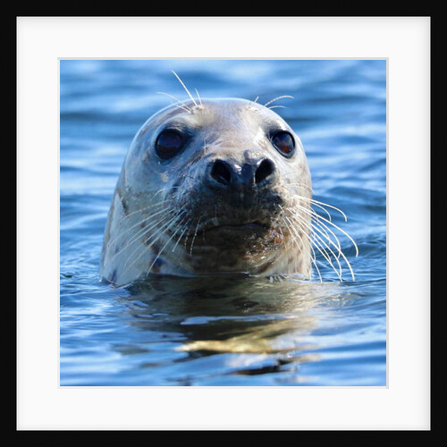 Young Grey Seal, Westcove, 2019 by Eric Meyer