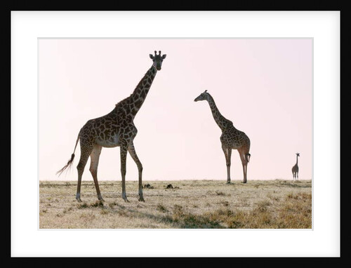 Three, 2019 by Eric Meyer