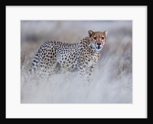 Chyulu cheetah, 2019 by Eric Meyer