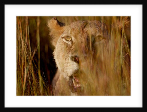 Lion in the grass, 2019 by Eric Meyer