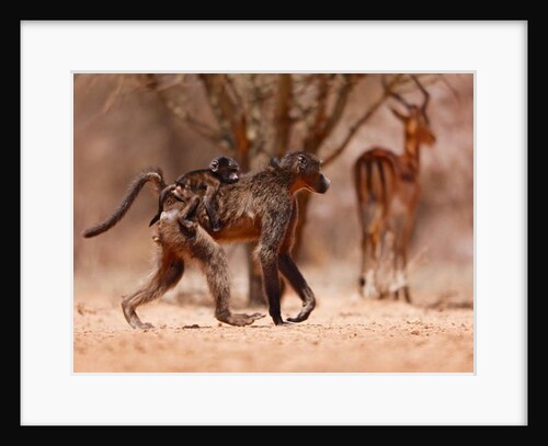 Baboon mother, 2019 by Eric Meyer