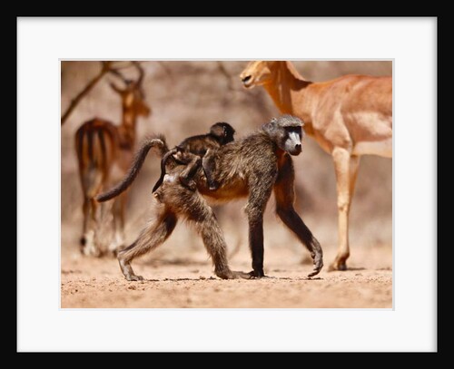 Baboons and Impala, 2019 by Eric Meyer