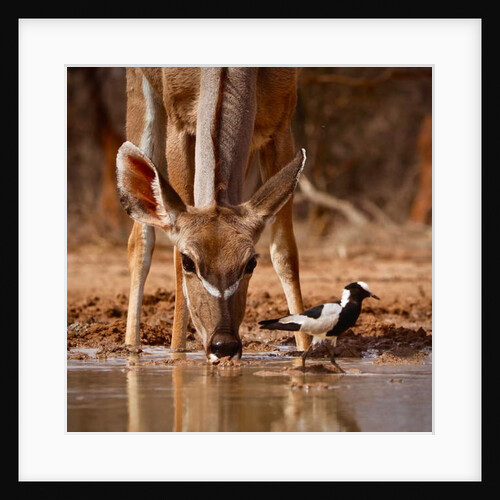 Pied Things, 2019 by Eric Meyer