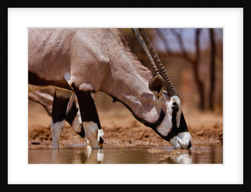 Oryx Drinking, Mount Etjo, 2019 by Eric Meyer