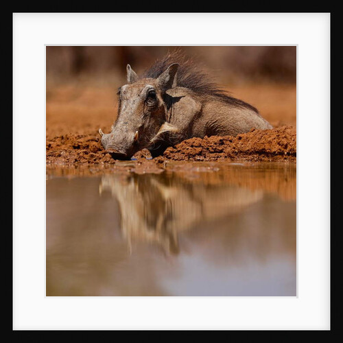 Wallow, 2019 by Eric Meyer