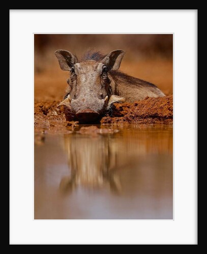 Happy Pig, 2019 by Eric Meyer