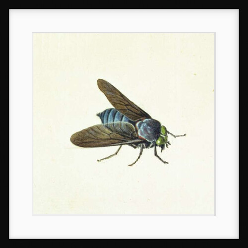 The Horsefly, 18th century by Georg Dionysius Ehret