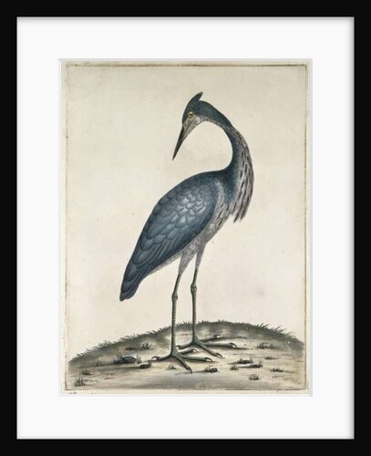 A Heron, 1789 by William Hayes