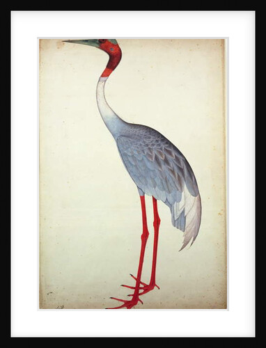 Sarus Crane, painted for Lady Impey at Calcutta, c.1780 by Shaikh Zain ud-Din (fl.1777-83)