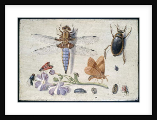 A Cockchafer, Beetle, Woodlice and other Insects, with a Sprig of Auricula, early 1650s by Jan van Kessel