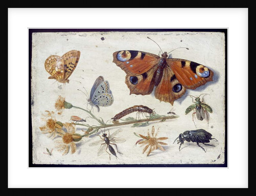 Three Butterflies, a Beetle and other Insects, with a Cutting of Ragwort, early 1650s by Jan van Kessel
