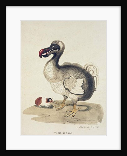 Study of a Dodo and a Guinea-pig, 1847 by Charlotte Augusta Duchess of Marlborough Spencer-Churchill
