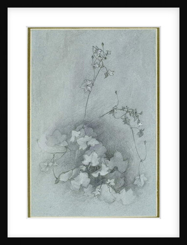 Ivy-Leaved Toadflax, 1852 by John Ruskin