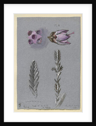Four Studies of Ling, probably 14 September 1869 by John Ruskin