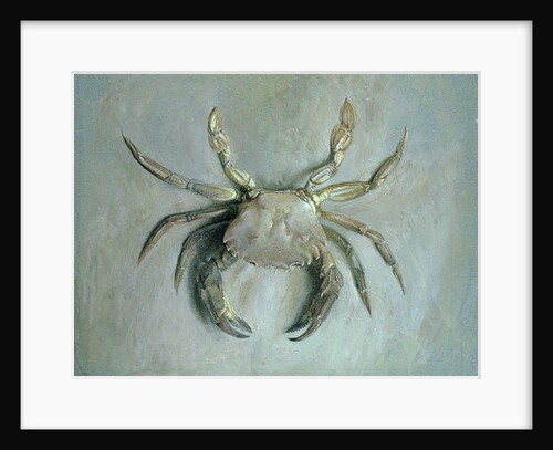 Velvet Crab, 1870-1 by John Ruskin