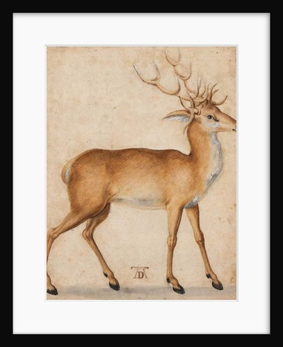 A Stag, 1551-1600 by Albrecht Dürer or Duerer