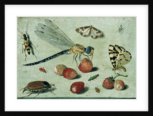 A Dragon-fly, two Moths, a Spider and some Beetles, with wild Strawberries, 17th century by Jan van the Elder Kessel