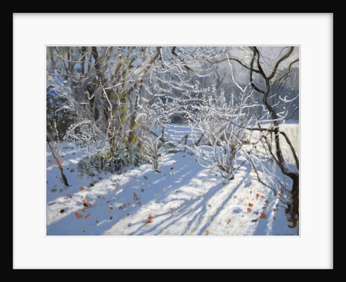 Hoar Frost, 2011 by Andrew Macara