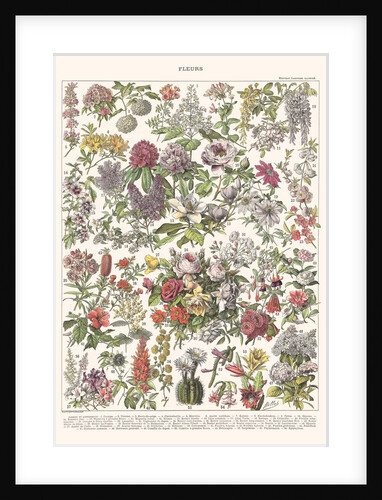 Fleurs II - ASTER EDITION, 2023 by Florent Bodart