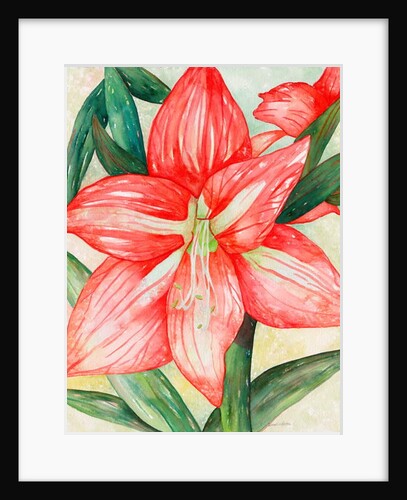 Amaryllis, 2005 by Deborah Eve Alastra