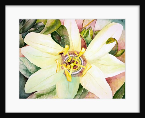 Passionflower, 2007 by Deborah Eve Alastra