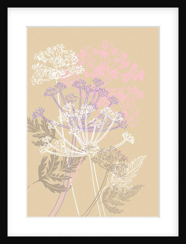Cow Parsley, 2013 by Anna Platts