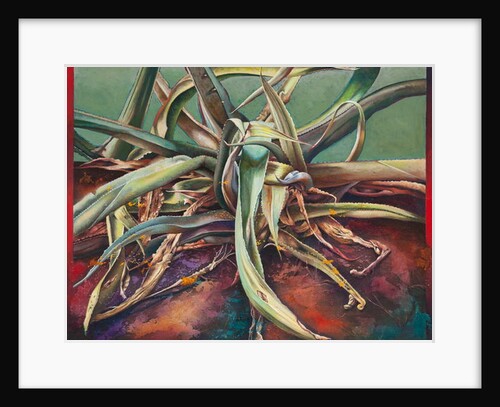 Century Plant, 2011 by Frances Ferdinands