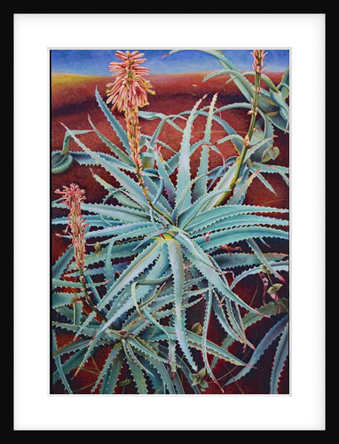 Aloe, 1991 by Frances Ferdinands