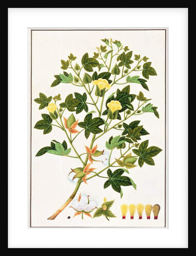 Gopypium Arboreum or Cotton Plant, c.1805-18 by School Chinese