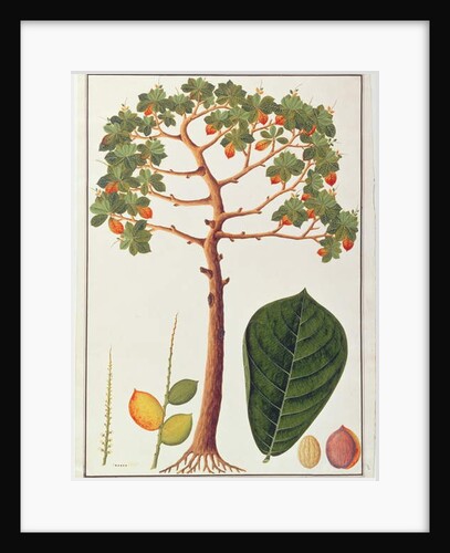 Klapang Terminalia Molucana or Malay Almond by School Chinese