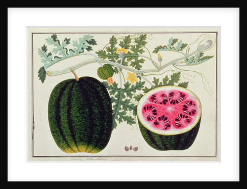 Mindikay or Water Melon by School Chinese