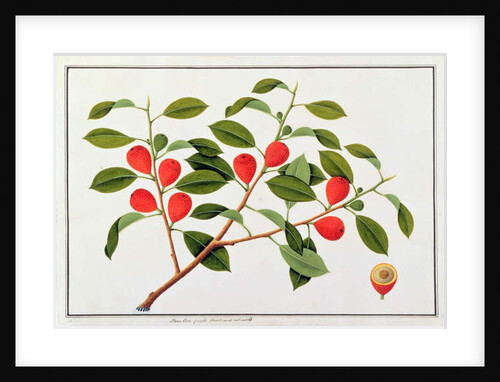 Booa Ara, inedible wild fruit by School Chinese