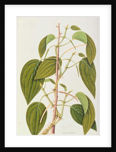 Betel Leaf by School Chinese