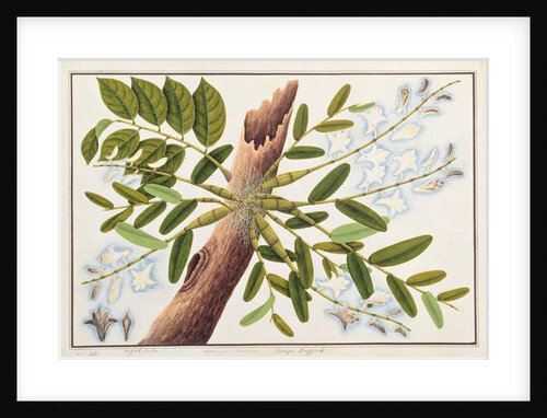 Pigeon Orchid by School Chinese