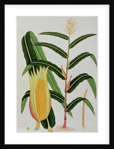 Jagong or Indian Corn by School Chinese