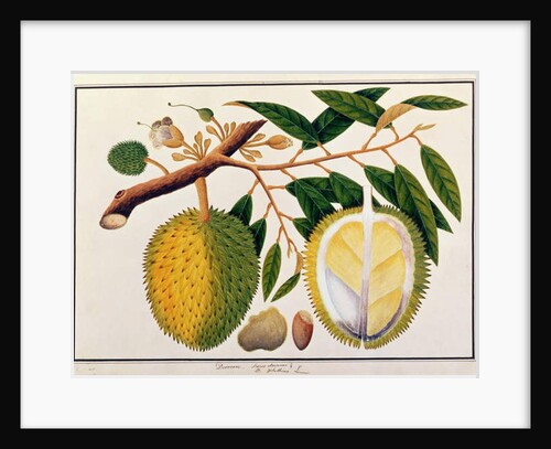 Doorean or Durio Hercorae by School Chinese