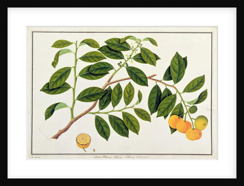 Limo Manies China or Chinese Oranges by School Chinese