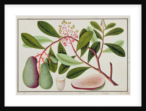 Langote or Mangifera by School Chinese