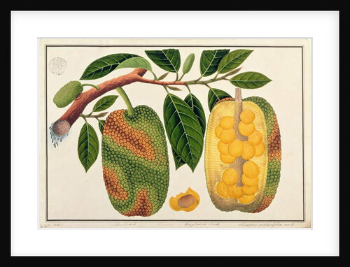Champedak Artocarpus integrifolia or Longleaved Jack by School Chinese